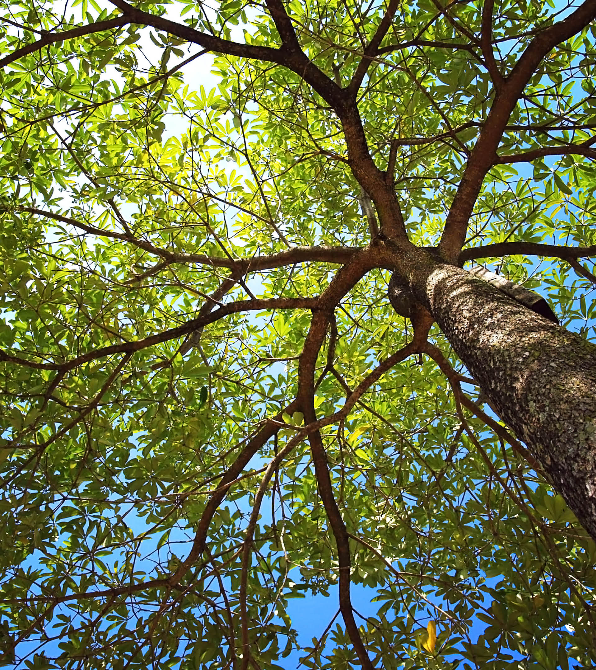 photo up to the tree top shot from below